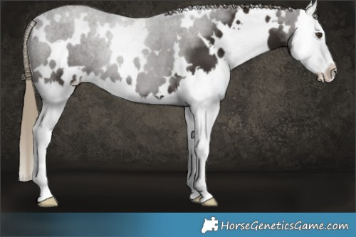 Horse Color:White Spotted Liver Chestnut Splash 