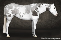 Horse Color:White Spotted Liver Chestnut Splash 