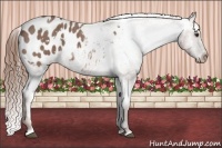 Horse Color:White Spotted Red Roan Appaloosa