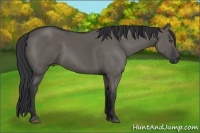 Horse Color:Grullo 