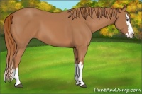 Horse Color:Chestnut Splash