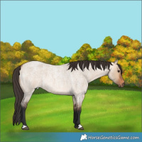 Horse Color:Bay Roan Dun 