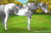 Horse Color:White Spotted Black Splash Tobiano Frame Appaloosa 