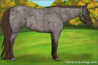 Horse Color:Liver Red Roan 