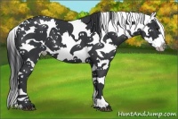 Horse Color:White Spotted Black Splash Tobiano 