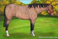Horse Color:Bay Roan 