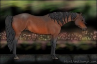 Horse Color:Bay Roan