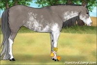 Horse Color:Grullo Sabino 