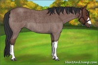 Horse Color:Bay Roan 