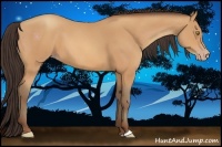 Horse Color:Amber Champagne 