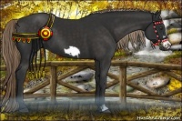 Horse Color:Liver Chestnut Frame 