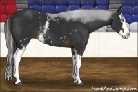 Horse Color:White Spotted Liver Chestnut Splash 