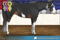 Horse Color:White Spotted Liver Chestnut Splash 
