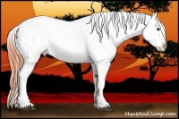 Horse Color:Bay Roan Appaloosa 