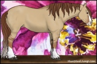 Horse Color:Red Dun Splash 