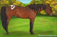 Horse Color:Brown Appaloosa Brindle
