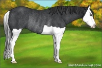 Horse Color:Black Splash Rabicano