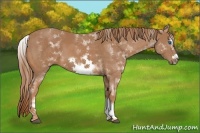 Horse Color:White Spotted Chestnut Sabino Frame 
