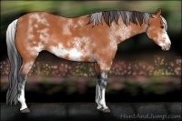 Horse Color:White Spotted Bay Sabino Frame 