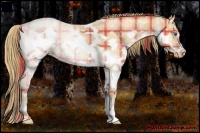 Horse Color:Plaid White Spotted Bay Pearl Sabino Frame