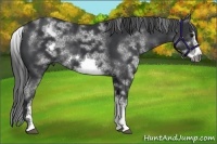 Horse Color:White Spotted Black Sabino Frame