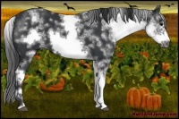 Horse Color:White Spotted Black Sabino Frame