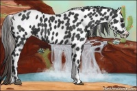 Horse Color:Black Appaloosa