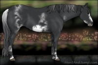 Horse Color:White Spotted Black Sabino Frame