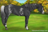 Horse Color:White Spotted Black Sabino Frame 