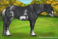 Horse Color:White Spotted Black Sabino Frame