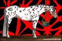 Horse Color:White Spotted Liver Chestnut Sabino Frame Near Leopard