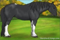 Horse Color:Black Tobiano
