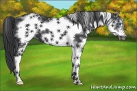 Horse Color:White Spotted Black Sabino Frame 
