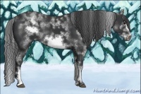 Horse Color:White Spotted Black Sabino Frame 