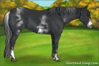 Horse Color:White Spotted Black Sabino Frame 