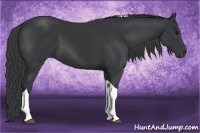 Horse Color:Black Tobiano 