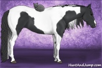 Horse Color:Black Tobiano 