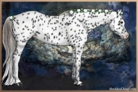 Horse Color:Black Appaloosa