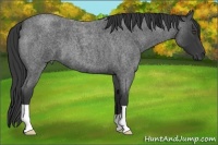 Horse Color:Blue Roan 