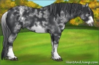 Horse Color:White Spotted Black Sabino Frame