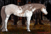Horse Color:Chocolate Buckskin Ice Sabino Brindle