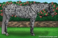 Horse Color:Blue Roan Appaloosa