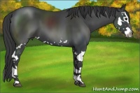 Horse Color:Smoky Black Splash