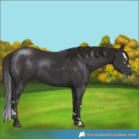 Horse Color:Smoky Black Splash 