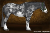 Horse Color:White Spotted Black Sabino Frame