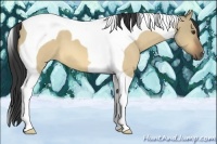 Horse Color:Buckskin Roan Dun Tobiano 
