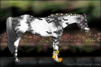 Horse Color:White Spotted Black Sabino Frame 