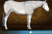 Horse Color:White Spotted Blue Onyx Roan Splash Frame Rabicano 