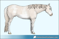 Horse Color:White Spotted Smoky Creme Sabino Frame 