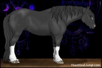 Horse Color:Smoky Black 